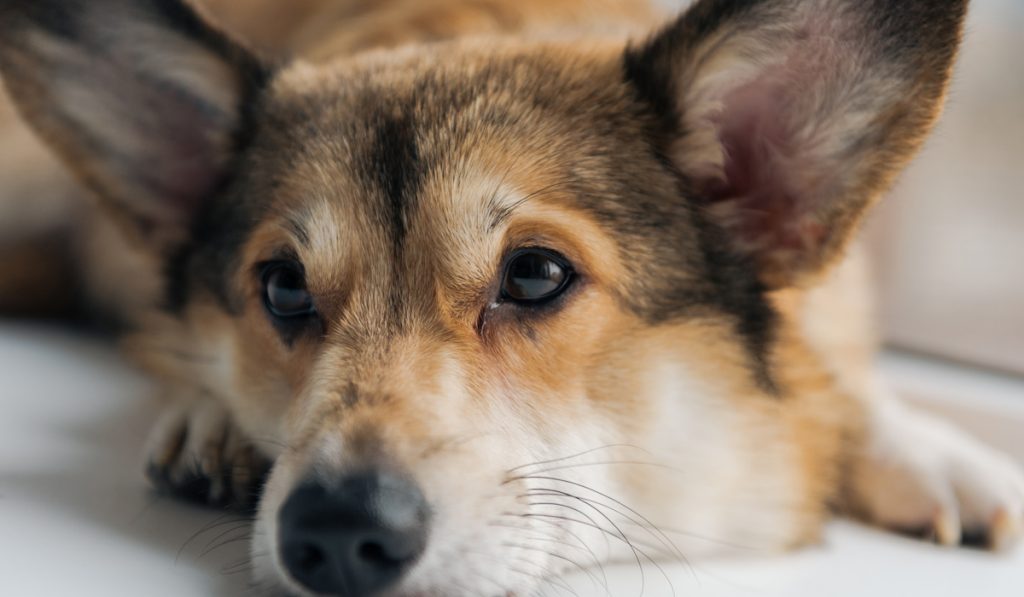 closeup corgi