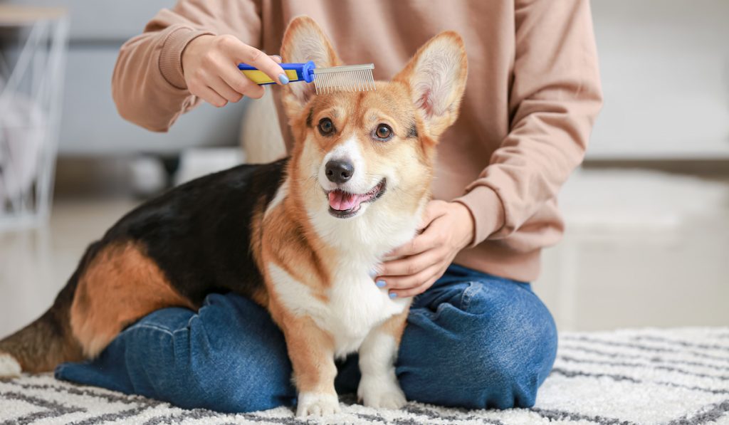 how do i keep my corgi from shedding to minimum