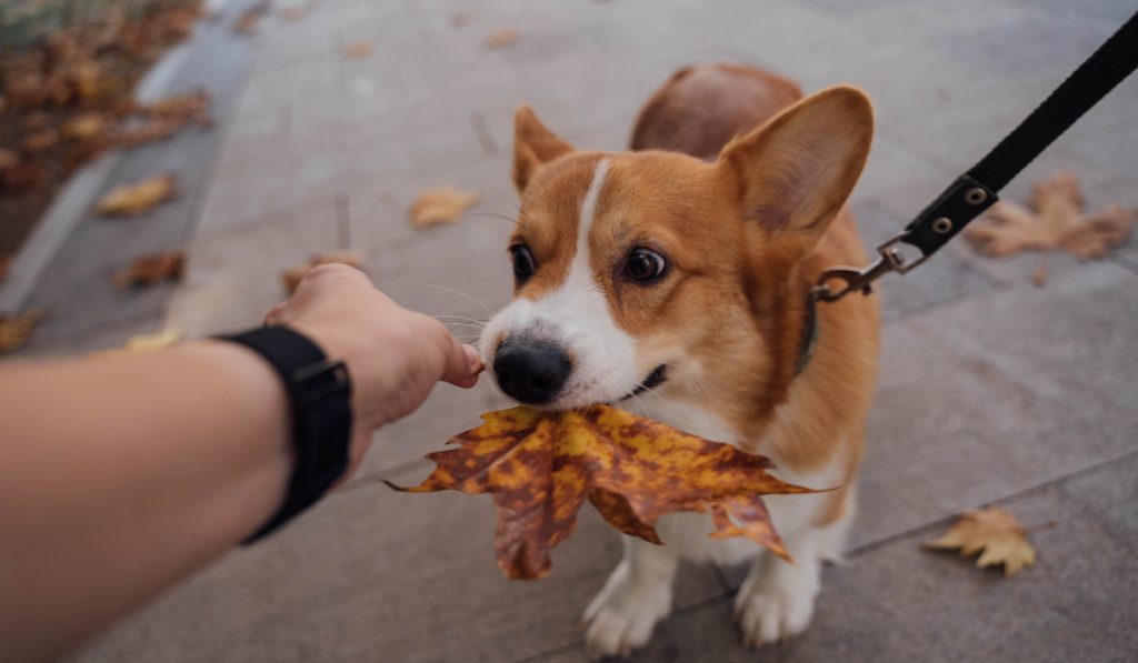 corgi biting leaf