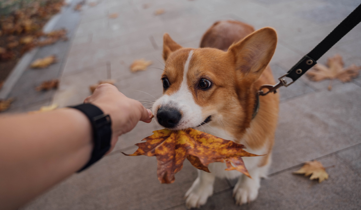 why does my corgi growl at me