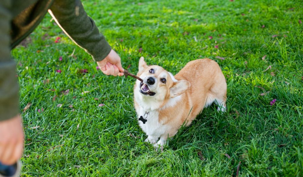 corgi biting stick