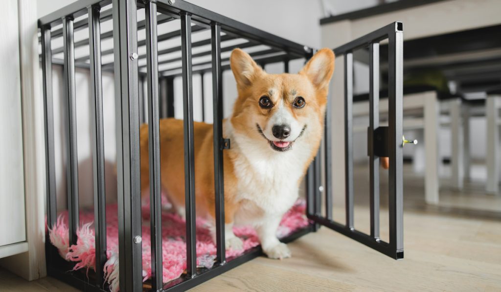 corgi crate