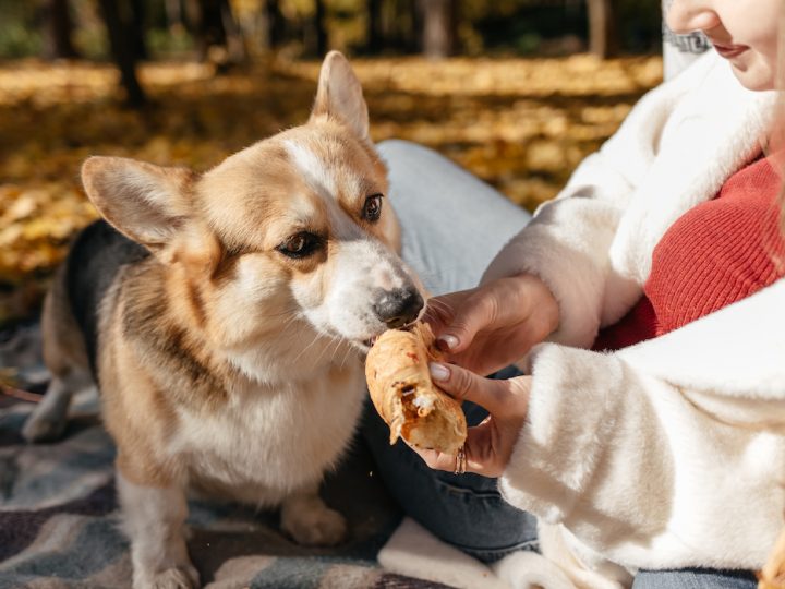 Why Is My Corgi Always Hungry? (What Can They Eat?)
