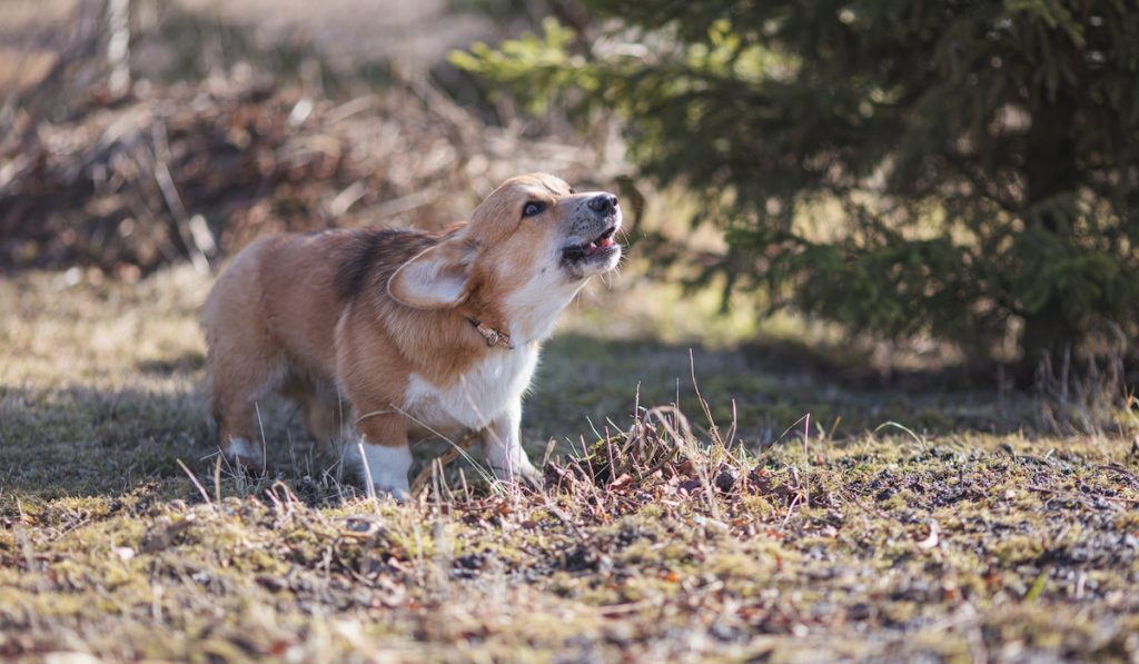 corgi howl