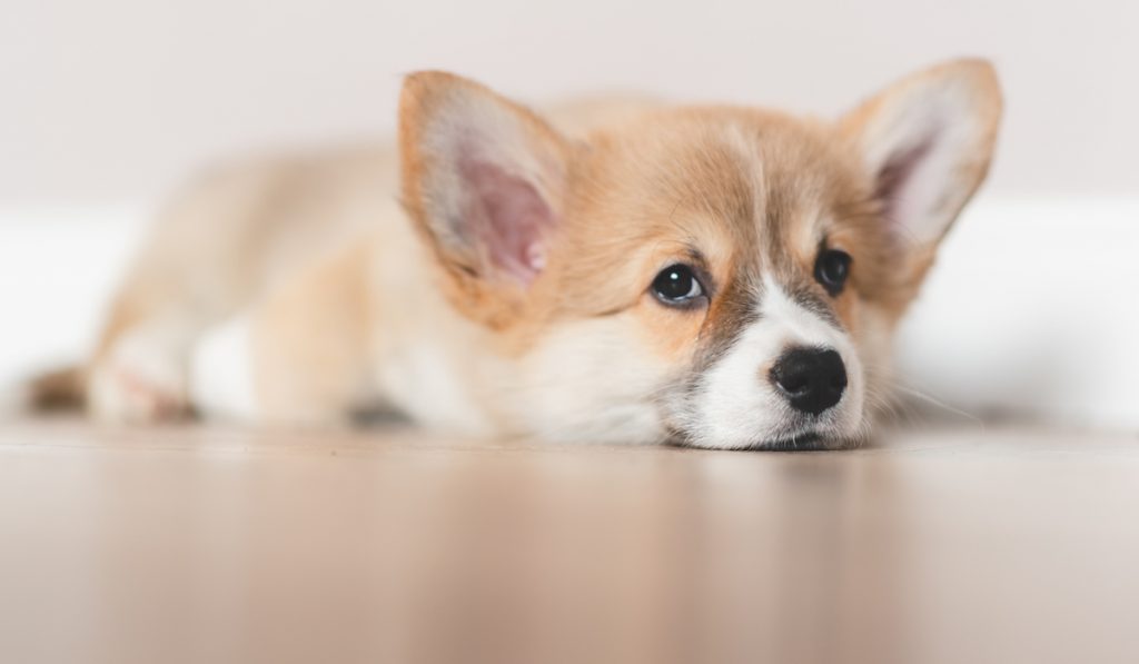 corgi laying dow