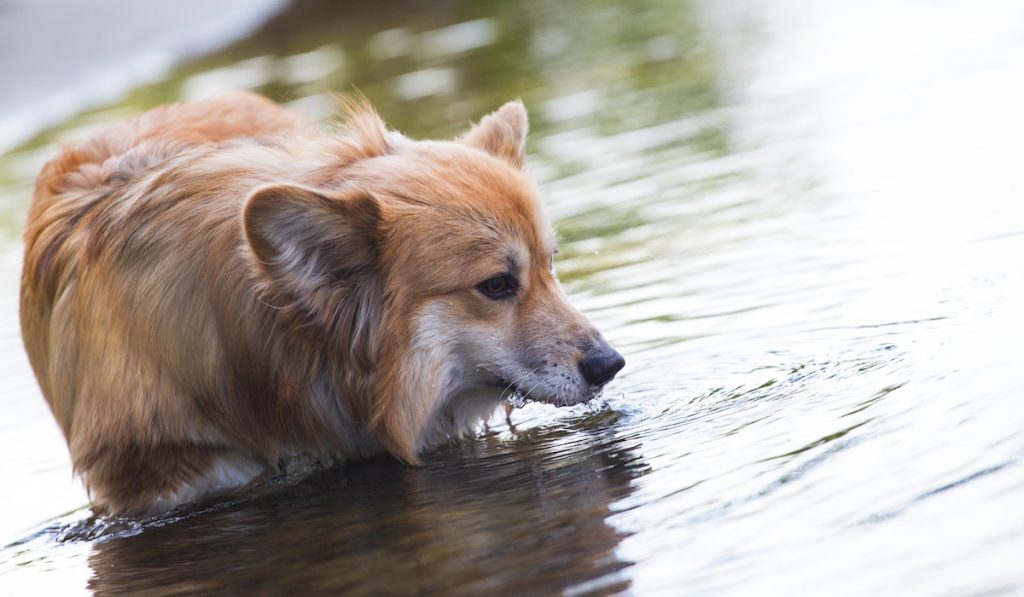 corgi looking at water