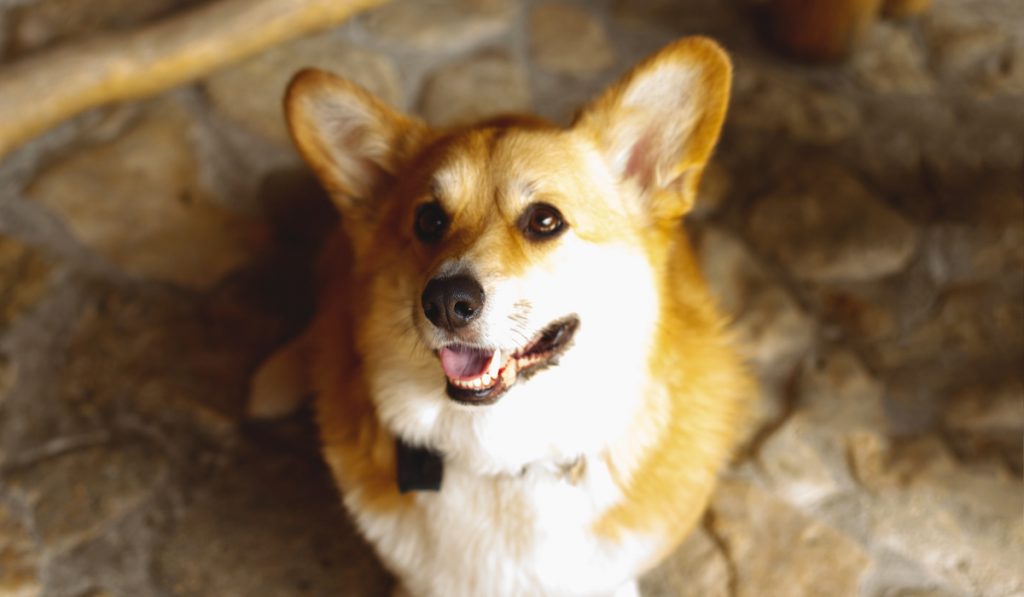 corgi looking up