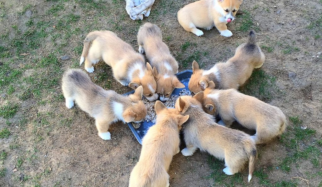 corgi pups eating