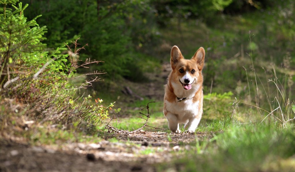 corgi slowly running