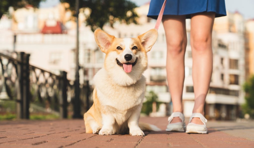 corgi smiling