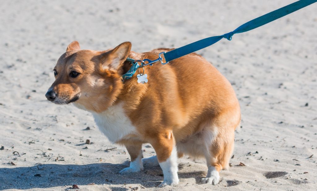 corgi taking a break at the beach