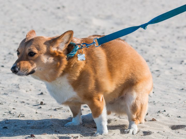 Are Corgis Easy to Potty Train? (9 Tips and Tricks That Work!)