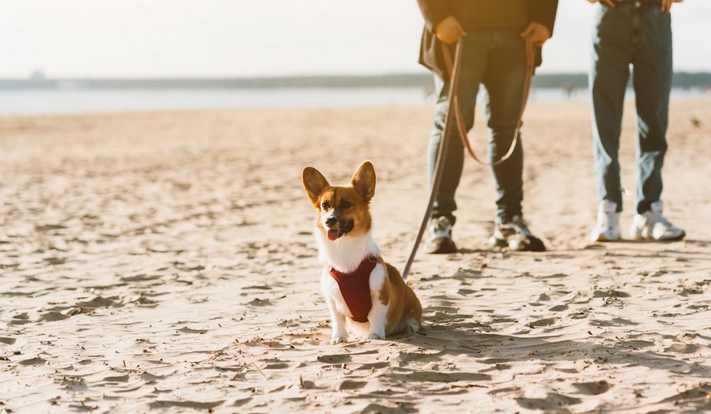 corgi waiting for a command