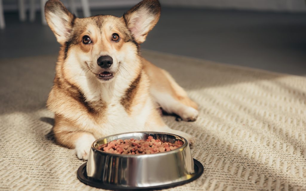 corgi with bowl full of dog food