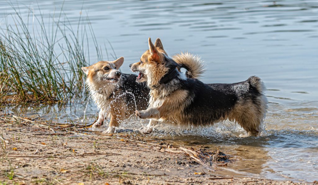 couple of corgis playing on water