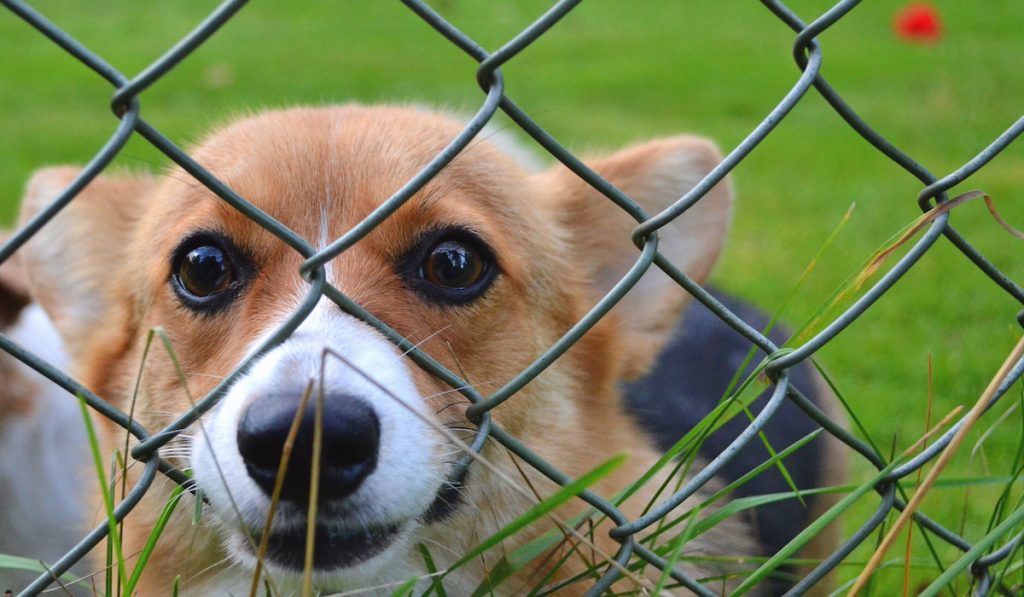 dog behind a fence