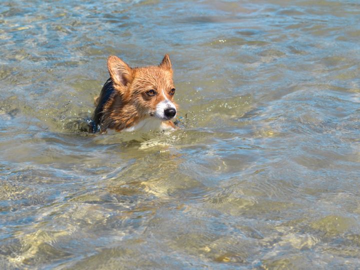 dog swimming on water