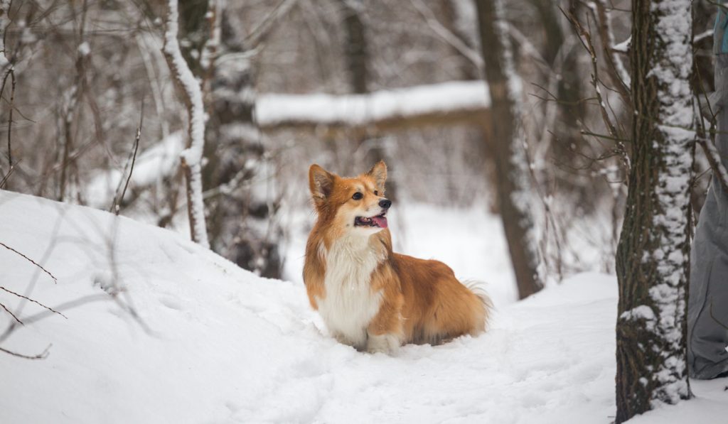 fluffy corgi during winter