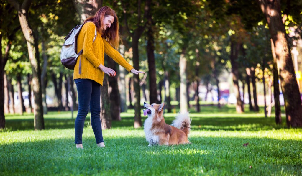 girl training corgi at partk