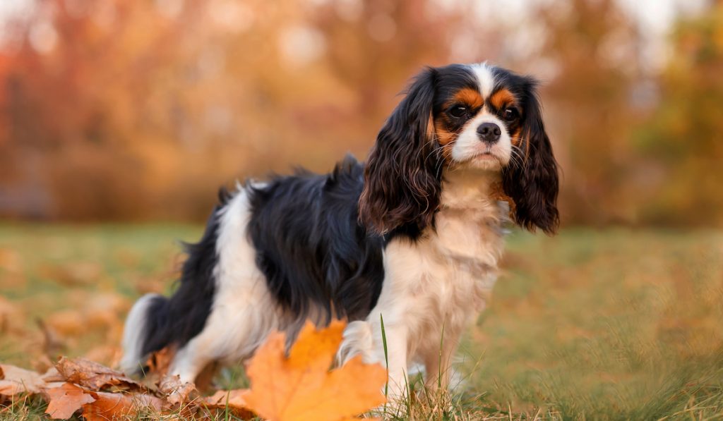 king charles spaniel in the autumn