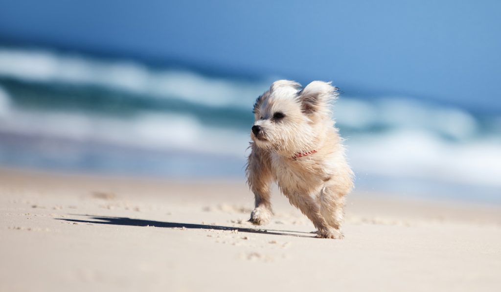 maltese running on the beach