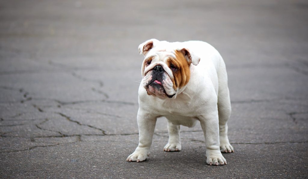 english bulldog on the road