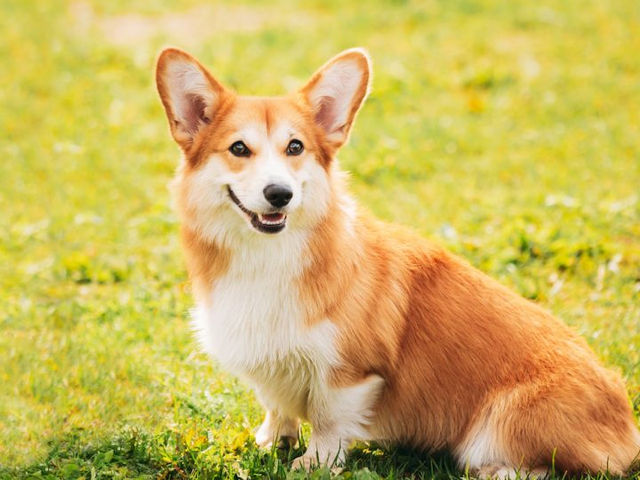 How to Stop Corgis From Shedding (14 Effective Ways)