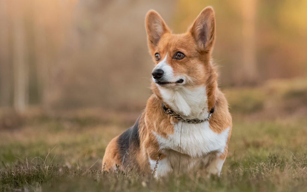 pembroke welsh corgi looking far