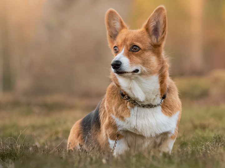 Do Corgis Have a High Prey Drive? (14 Interesting Facts to Know)