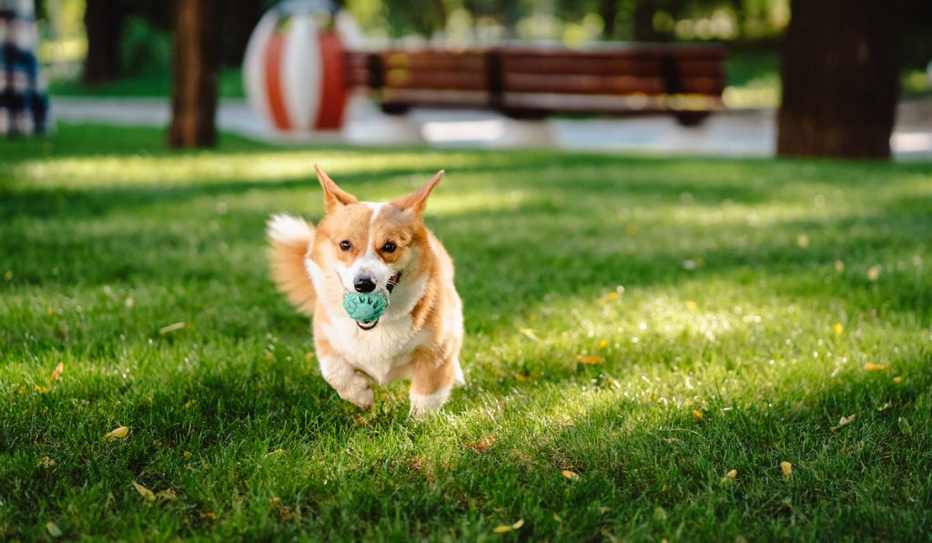 running corgi with a toy