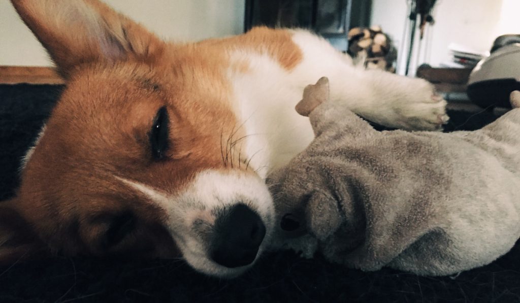 sleeping corgi