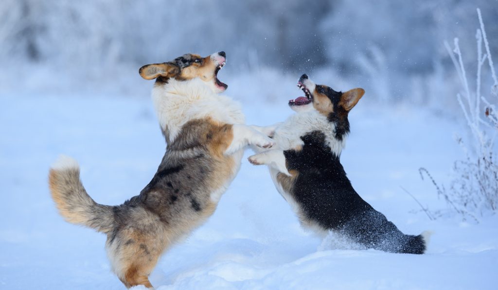 two corgi dogs fighting