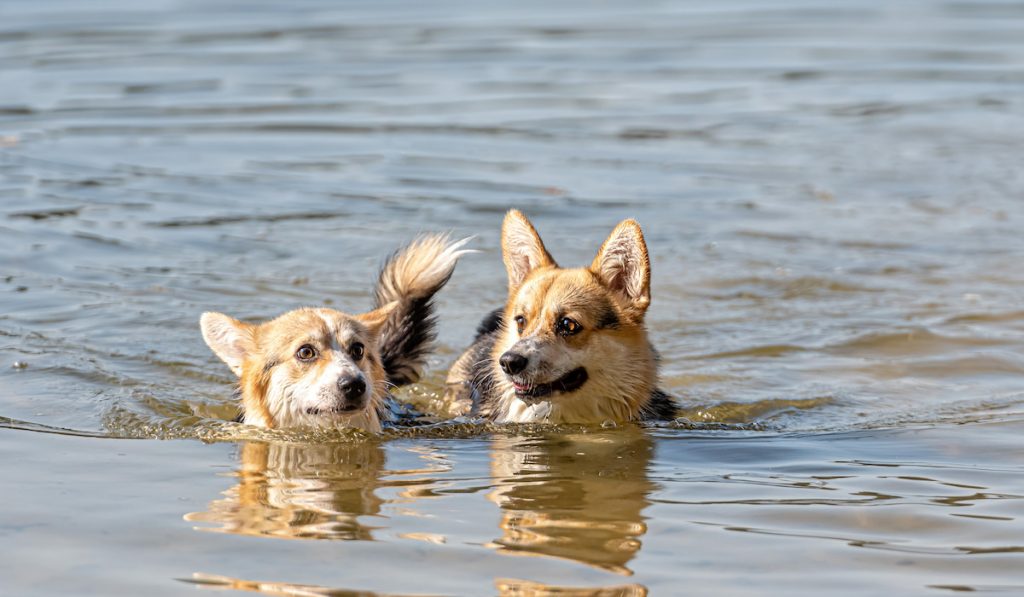 two corgi swimming