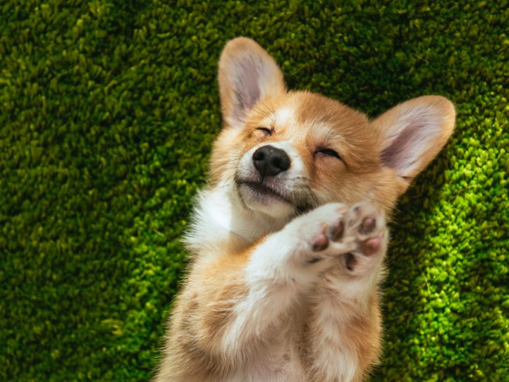 Do Corgis Get Along With Other Dogs? (All You Need to Know!)