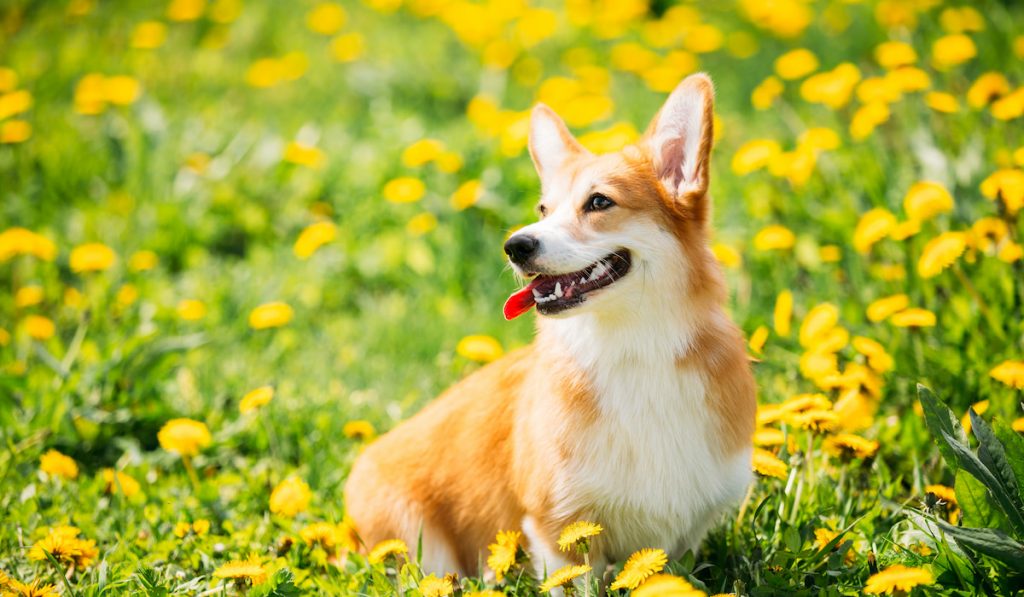 welsh corgi on a field of flowers