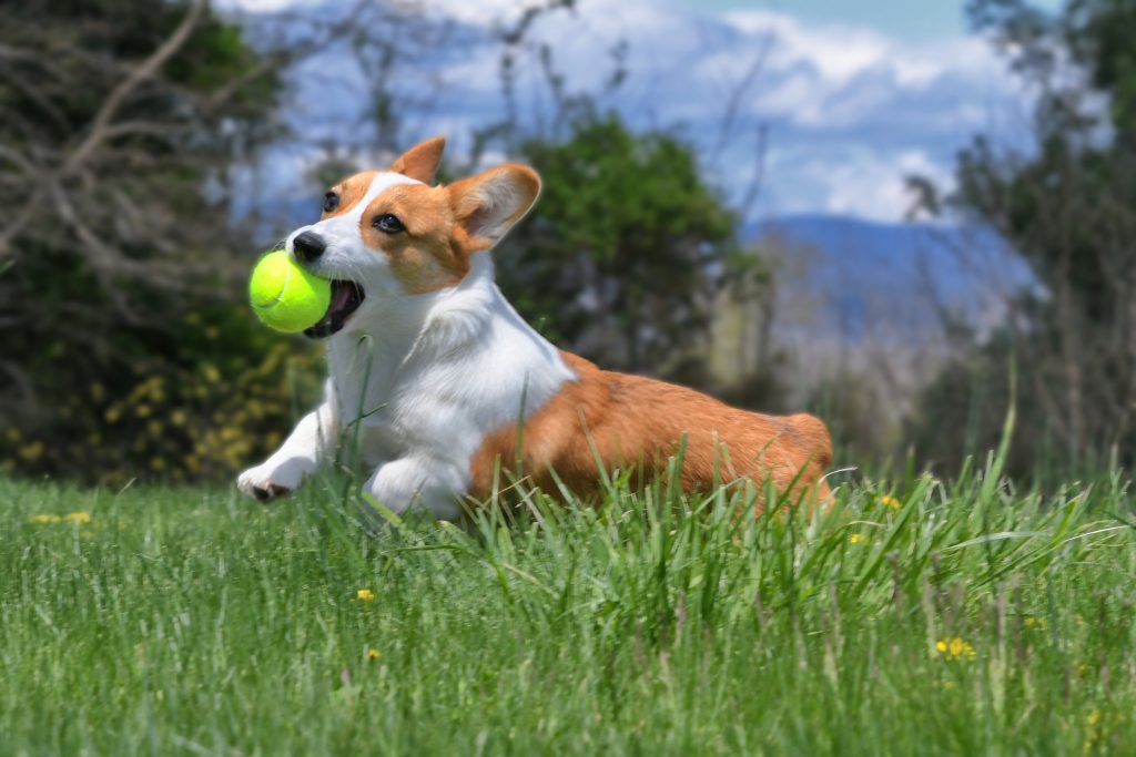 welsh corgi playing with tennis ball