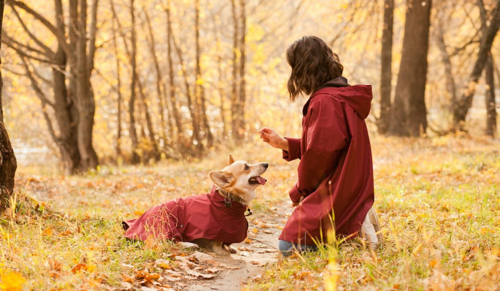 woman and corgi with wearing a red raincoat