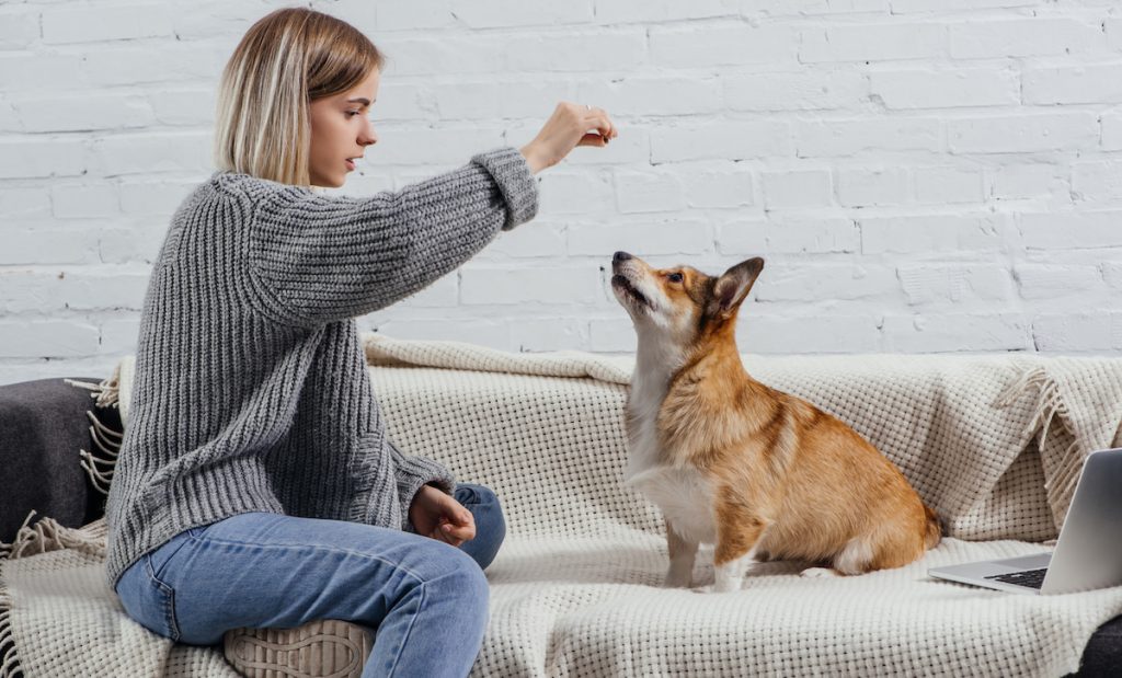 woman training corgi at home