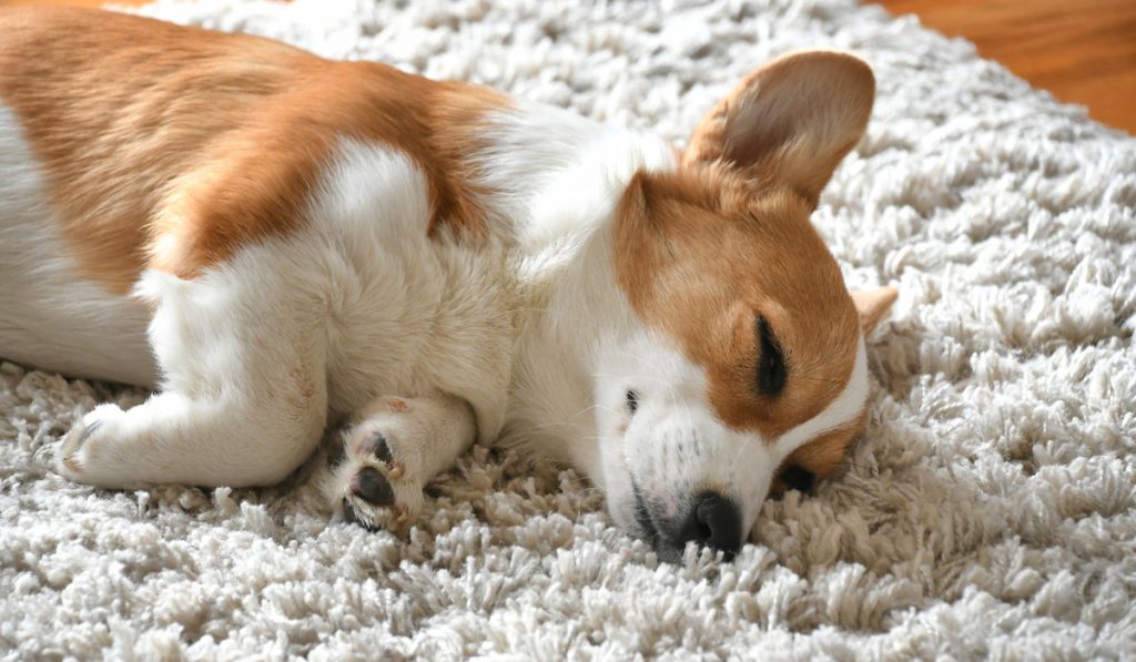 corgi asleep on carpet