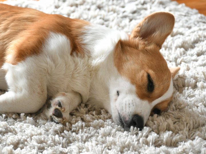 corgi asleep on carpet