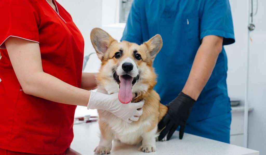 corgi at the vet