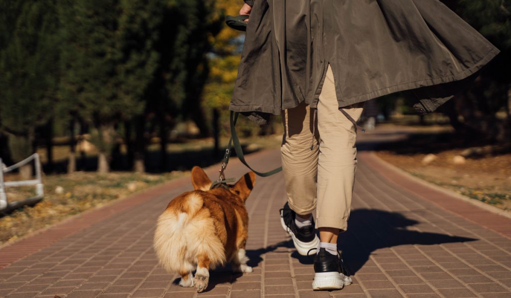 corgi back view walking