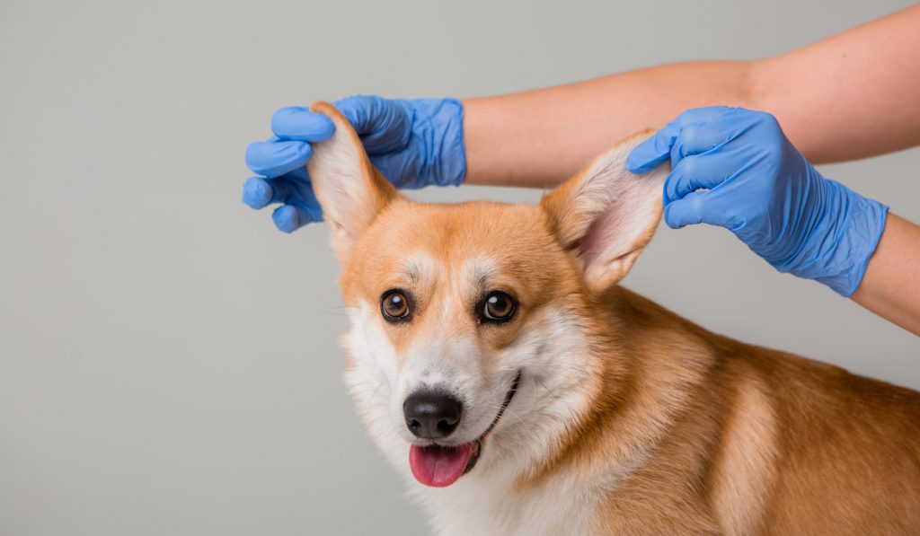 corgi having his ear checkup