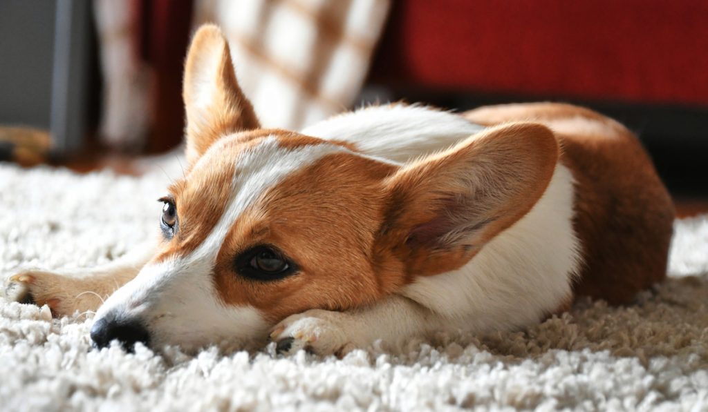 corgi falling asleep on the carpet