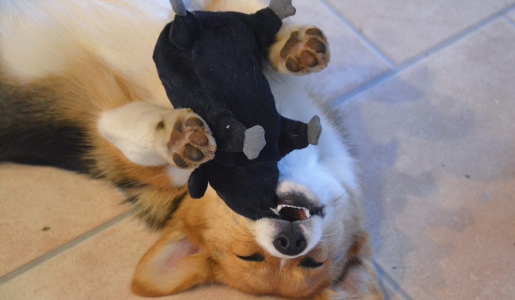 corgi fell asleep after playing with plushie