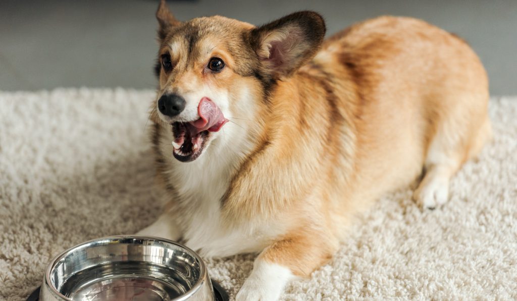 corgi finished drinking water