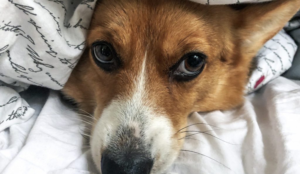 corgi hiding under blanket