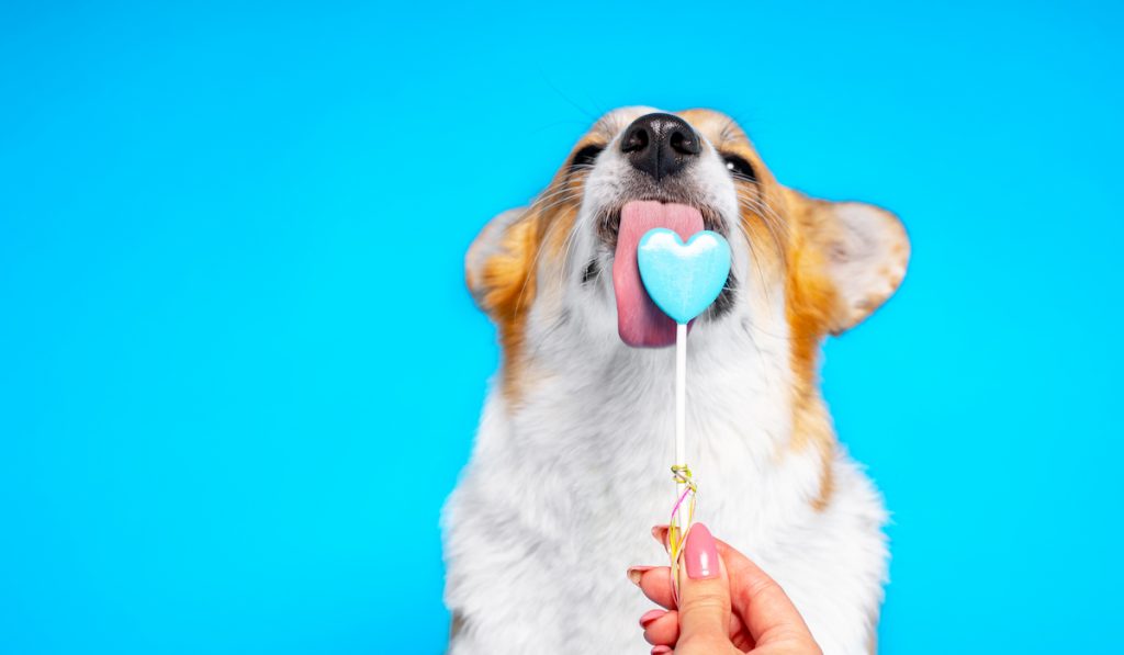 corgi licking candy