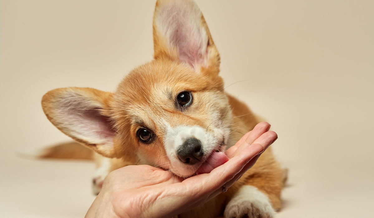 Why Does My Lick Everything? (Solved!) Life