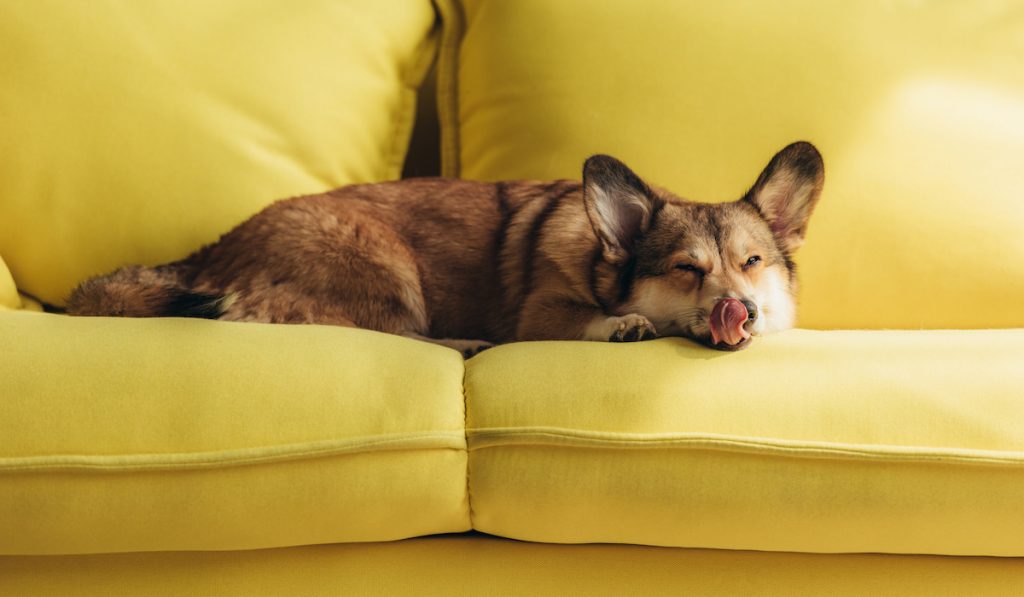 corgi licking nose